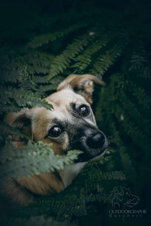 Hundeauslaufgebiet-Outdoorgraphie Kathrin Burchert-Bild