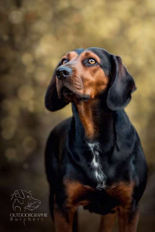 Hundeauslaufgebiet-Outdoorgraphie Kathrin Burchert-Bild