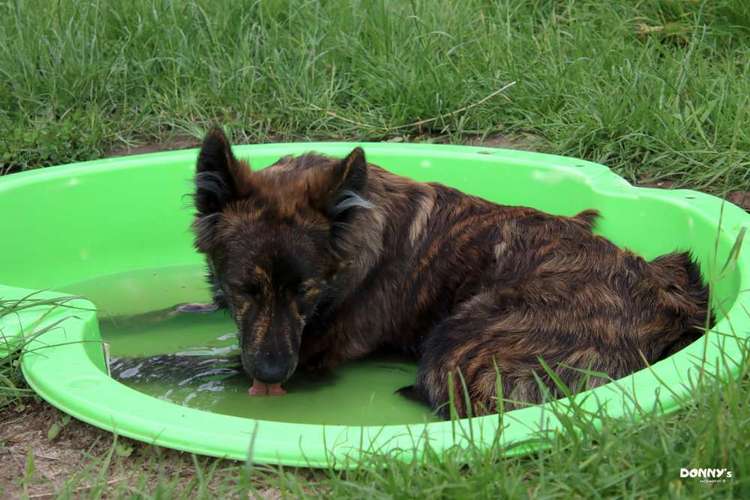 Hundeauslaufgebiet-Donny's HundeCafè (Hundetreff)-Bild