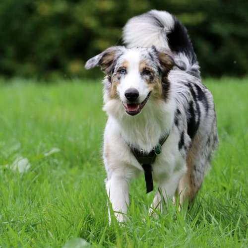 Hundeauslaufgebiet-Donny's HundeCafè (Hundetreff)-Bild