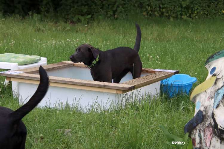 Hundeauslaufgebiet-Donny's HundeCafè (Hundetreff)-Bild