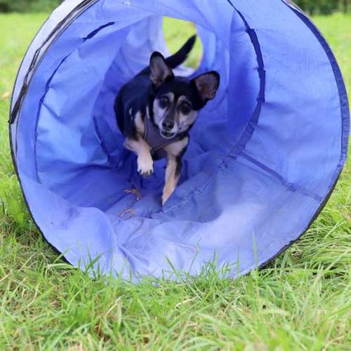 Hundeauslaufgebiet-Donny's HundeCafè (Hundetreff)-Bild