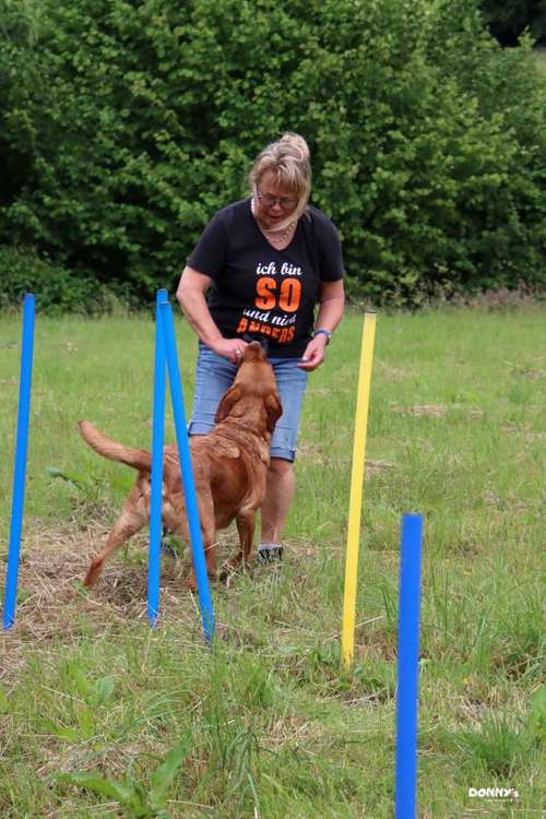 Hundeauslaufgebiet-Donny's HundeCafè (Hundetreff)-Bild