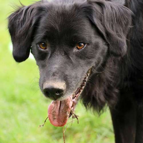 Hundeauslaufgebiet-Donny's HundeCafè (Hundetreff)-Bild