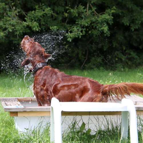 Hundeauslaufgebiet-Donny's HundeCafè (Hundetreff)-Bild