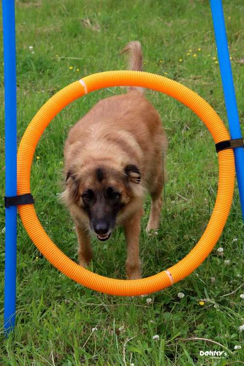 Hundeauslaufgebiet-Donny's HundeCafè (Hundetreff)-Bild