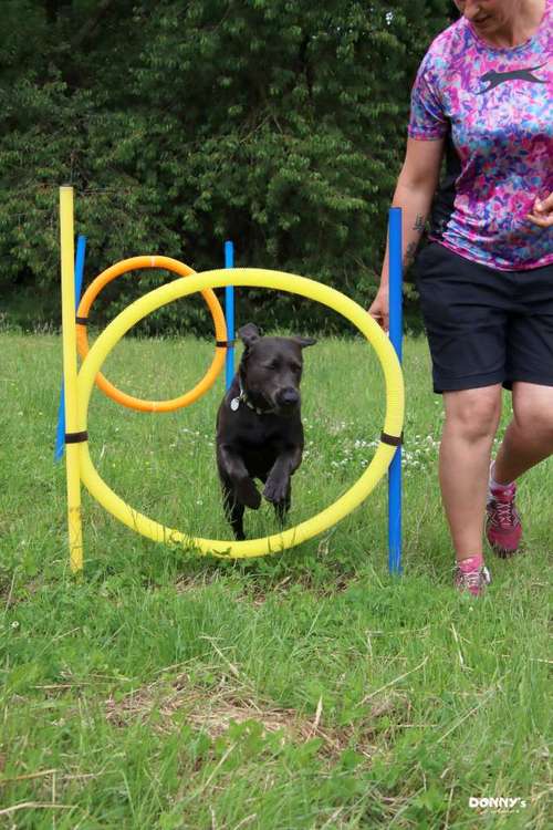 Hundeauslaufgebiet-Donny's HundeCafè (Hundetreff)-Bild