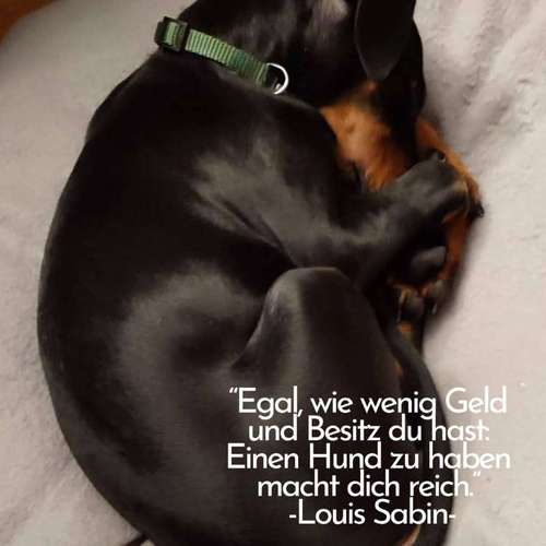 Hundeauslaufgebiet-Schnauzenwohl Ernährungsberatung für Hund und Katze-Bild