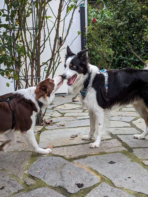 Hundeauslaufgebiet-Sommer Dogs-Bild