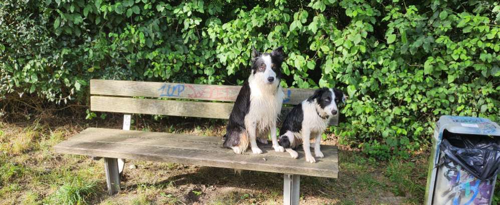 Hundeauslaufgebiet-Sommer Dogs-Bild