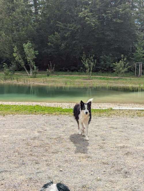 Hundeauslaufgebiet-Sommer Dogs-Bild