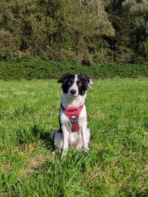 Hundeauslaufgebiet-Sommer Dogs-Bild