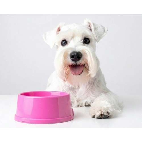 Hundeauslaufgebiet-Heilpraxis Tierliebe – Ernährungsberatung & Allergie-Hilfe für Hunde-Bild