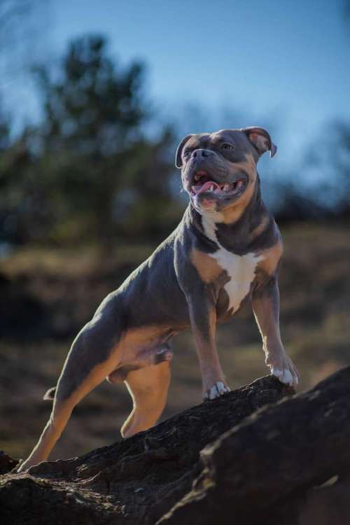 Hundeauslaufgebiet-Pfotenglueck_tierfotografie-Bild