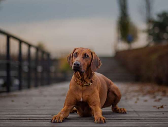 Hundeauslaufgebiet-Pfotenglueck_tierfotografie-Bild