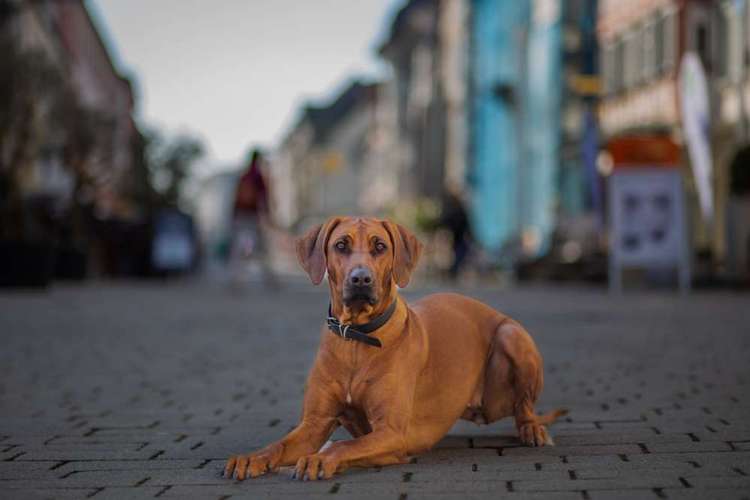 Hundeauslaufgebiet-Pfotenglueck_tierfotografie-Bild