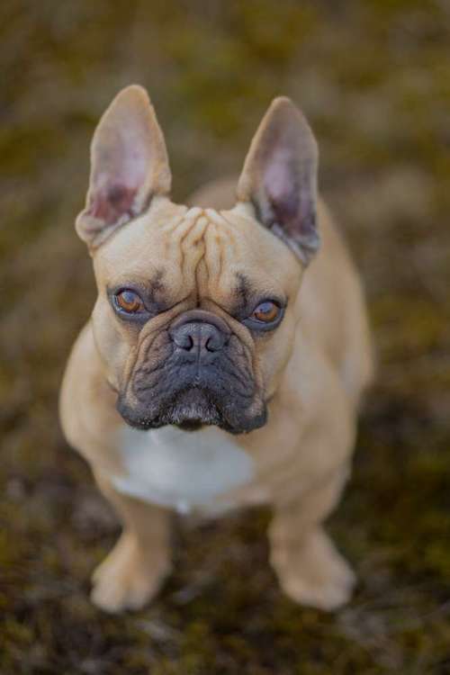 Hundeauslaufgebiet-Pfotenglueck_tierfotografie-Bild