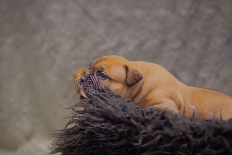 Hundeauslaufgebiet-Pfotenglueck_tierfotografie-Bild