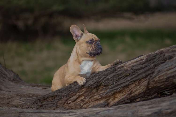 Hundeauslaufgebiet-Pfotenglueck_tierfotografie-Bild