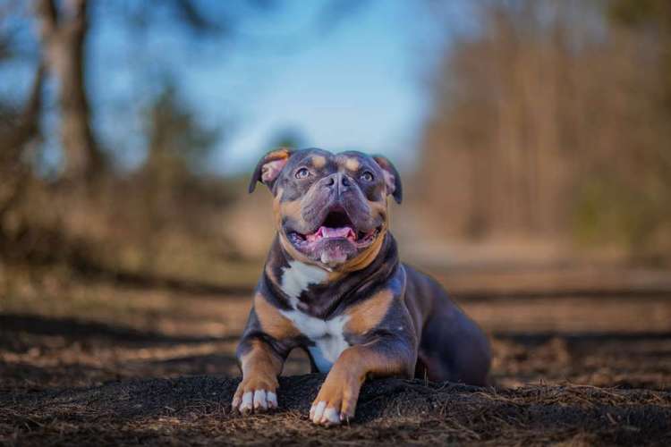 Hundeauslaufgebiet-Pfotenglueck_tierfotografie-Bild