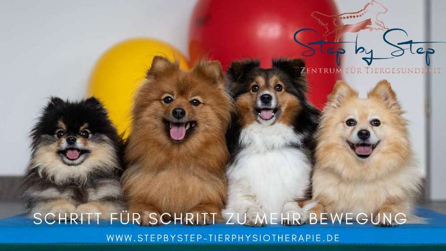 Hundeauslaufgebiet-Step by Step Tierphysiotherapie-Bild