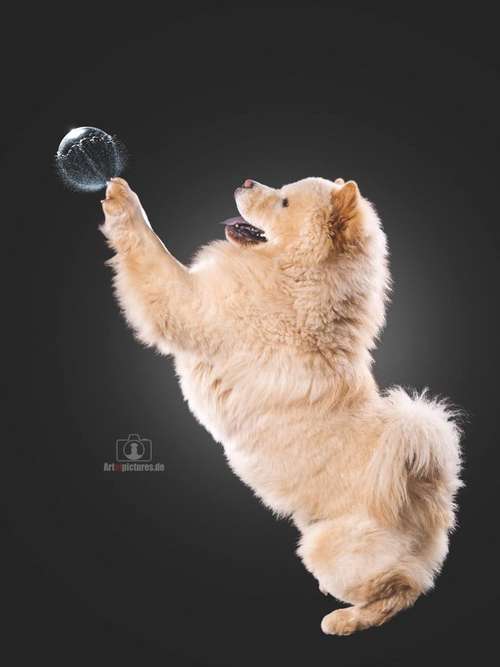 Hundeauslaufgebiet-Art of Pictures-Bild