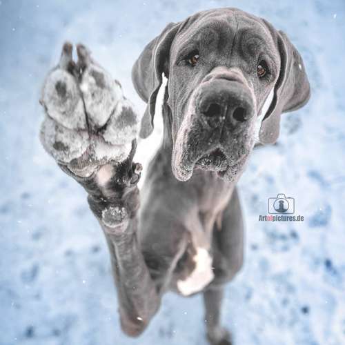 Hundeauslaufgebiet-Art of Pictures-Bild