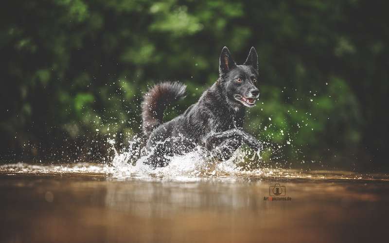 Hundeauslaufgebiet-Art of Pictures-Bild