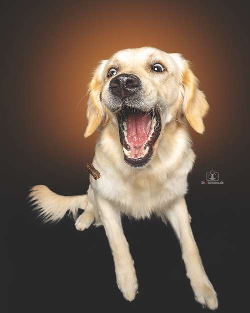 Hundeauslaufgebiet-Art of Pictures-Bild