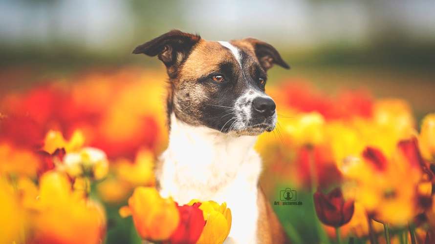 Hundeauslaufgebiet-Art of Pictures-Bild