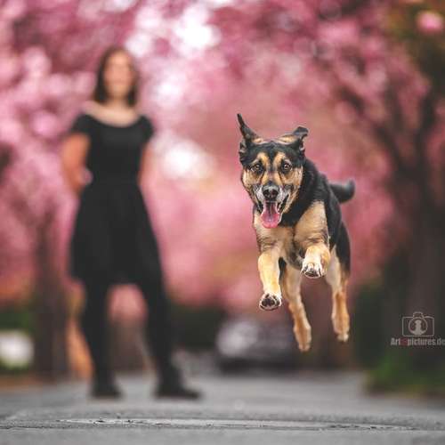 Hundeauslaufgebiet-Art of Pictures-Bild