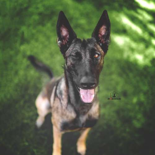 Hundeauslaufgebiet-Art of Pictures-Bild