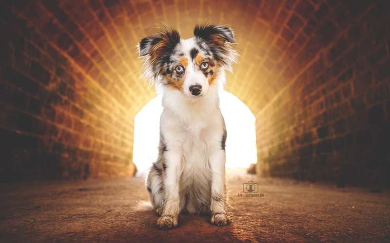 Hundeauslaufgebiet-Art of Pictures-Bild