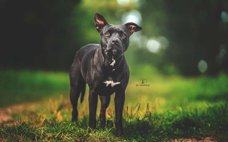 Hundeauslaufgebiet-Art of Pictures-Bild