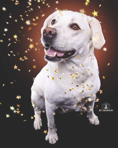 Hundeauslaufgebiet-Art of Pictures-Bild