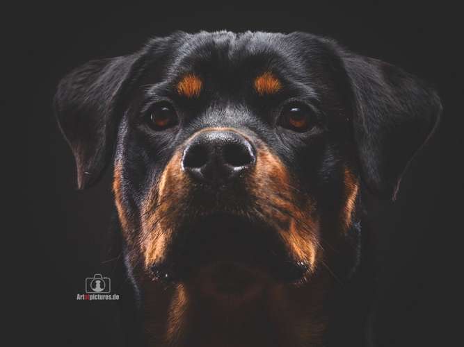 Hundeauslaufgebiet-Art of Pictures-Bild