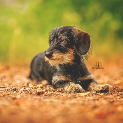 Hundeauslaufgebiet-Art of Pictures-Bild