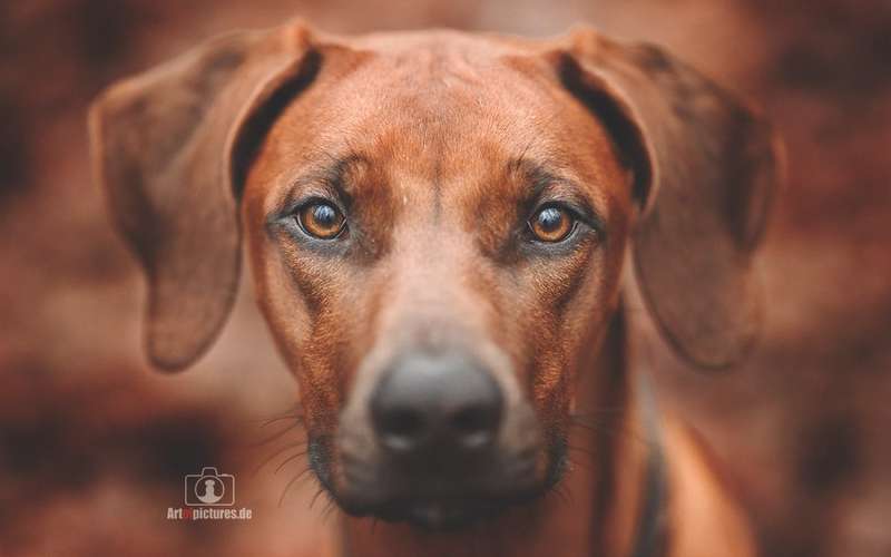 Hundeauslaufgebiet-Art of Pictures-Bild