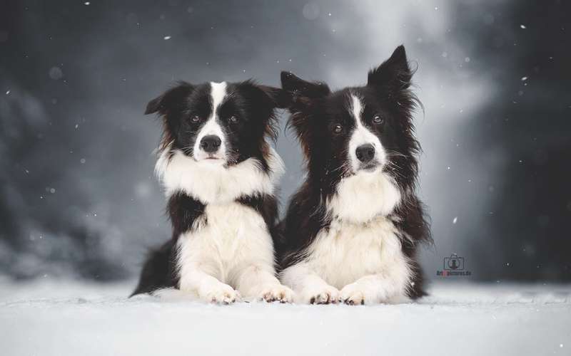 Hundeauslaufgebiet-Art of Pictures-Bild