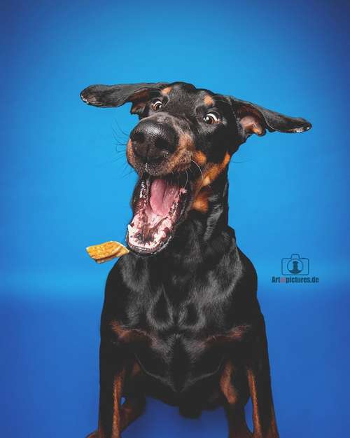 Hundeauslaufgebiet-Art of Pictures-Bild