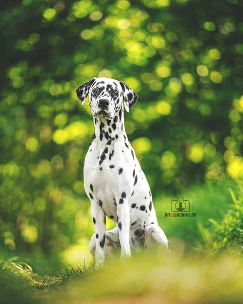 Hundeauslaufgebiet-Art of Pictures-Bild