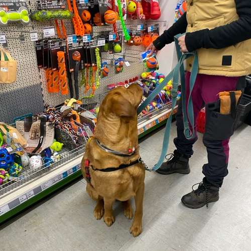 Hundeauslaufgebiet-Martin Rütter Hundeschule Birkenfeld / Merzig-Bild