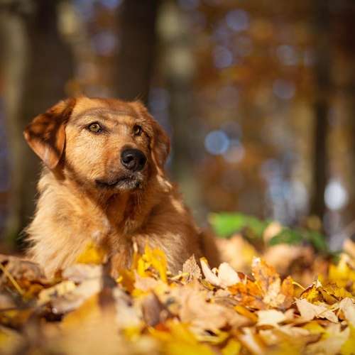Hundeauslaufgebiet-Martin Rütter Hundeschule Birkenfeld / Merzig-Bild