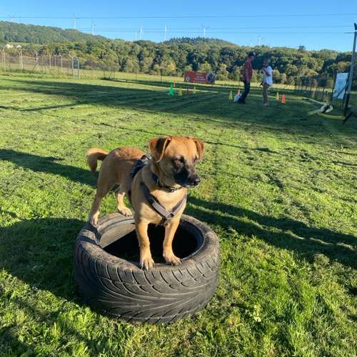 Hundeauslaufgebiet-Martin Rütter Hundeschule Birkenfeld / Merzig-Bild