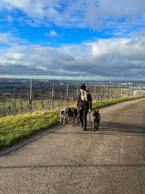 Hundeauslaufgebiet-Kim Pawssible Hundetraining-Bild