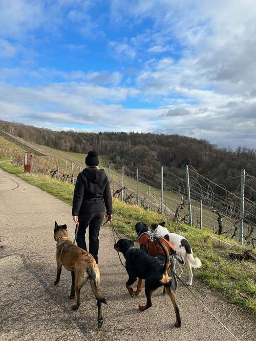 Hundeauslaufgebiet-Kim Pawssible Hundetraining-Bild