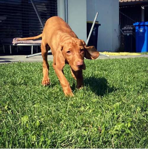 Hundeauslaufgebiet-Hundetrainer Augsburg - StrehDog Hundeschule/Mantrailing-Bild