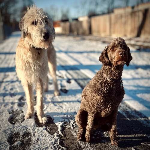 Hundeauslaufgebiet-Hundetrainer Augsburg - StrehDog Hundeschule-Bild