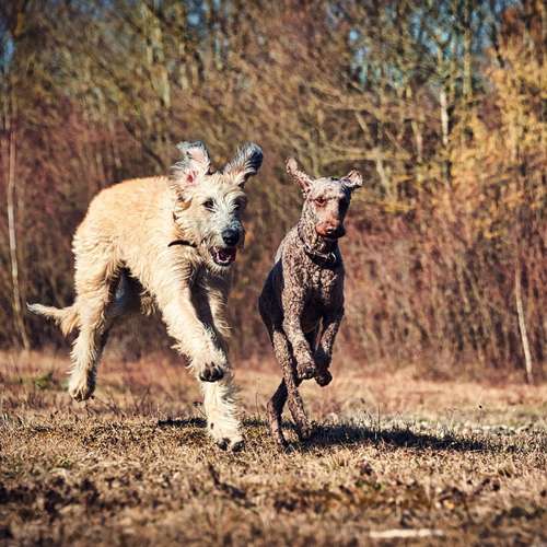 Hundeauslaufgebiet-Hundetrainer Augsburg - StrehDog Hundeschule/Mantrailing-Bild