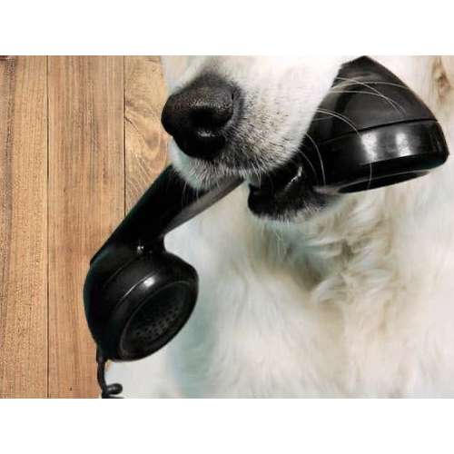 Hundeauslaufgebiet-Daniela Loibl - Hundeverhaltensberatung-Bild